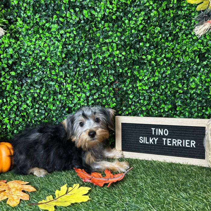 Male Silky Terrier puppy named Tino for sale at Pet Express Braintree.