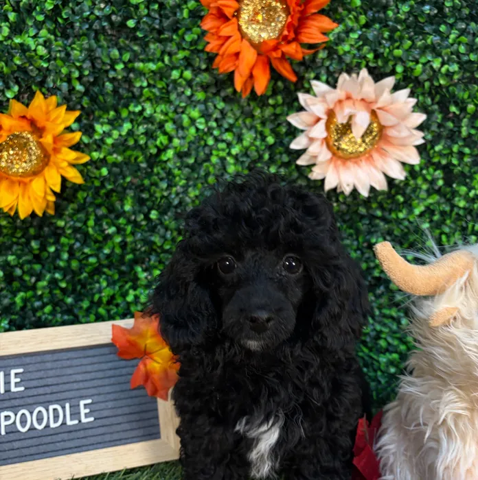 Female Poodle (Mini) puppy named Tootsie for sale at Pet Express Saugus.