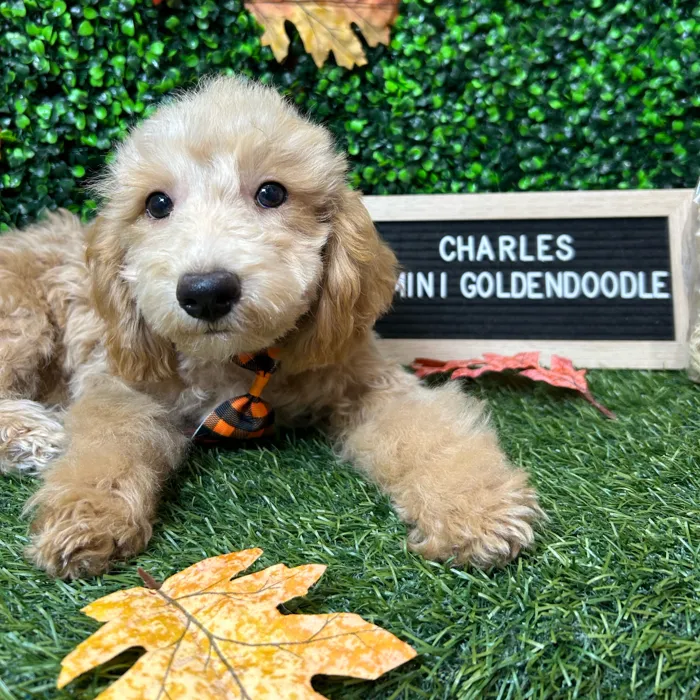 Male Mini Goldendoodle 2Nd Gen puppy named Charles for sale at Pet Express Braintree.