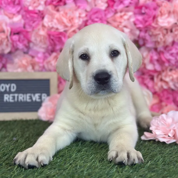 Male Labrador Retriever puppy named Lloyd for sale at Pet Express Saugus.