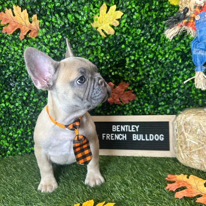 Male French Bulldog puppy named Bentley for sale at Pet Express Braintree.