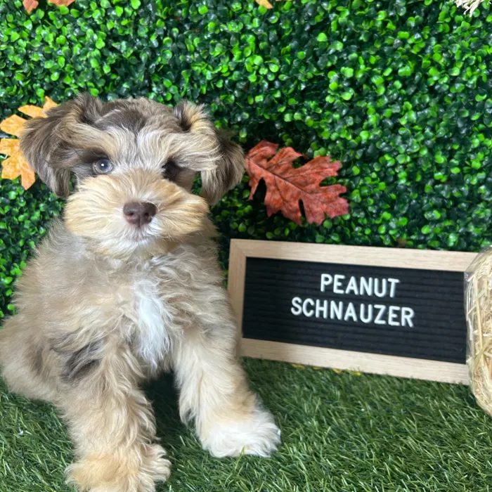 Male Miniature Schnauzer puppy named Peanut for sale at Pet Express Braintree.