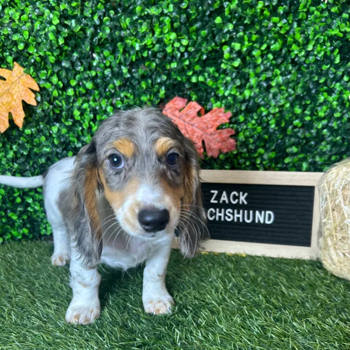 Male Dachshund puppy named Cody for sale at Pet Express Braintree.