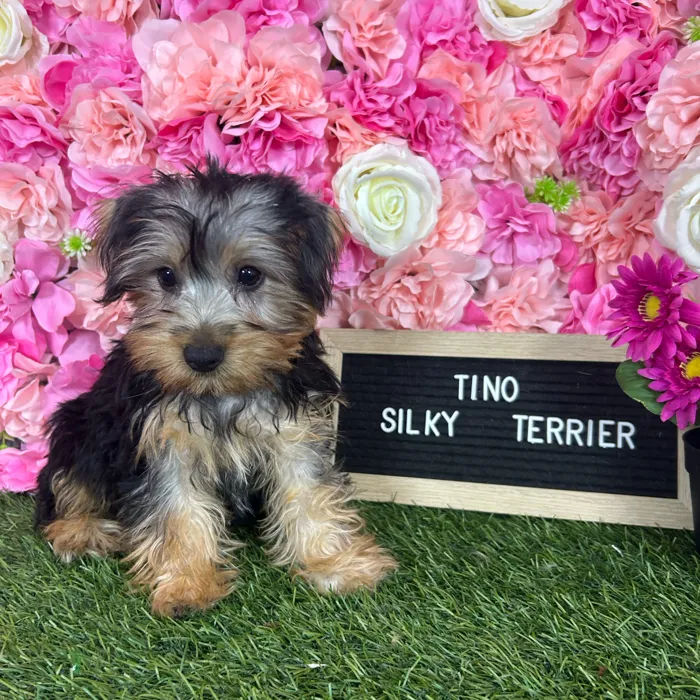 Male Silky Terrier puppy named Tino for sale at Pet Express Braintree.