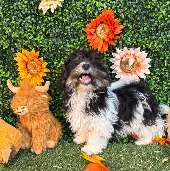 Male Havamalt puppy named Earl for sale at Pet Express Saugus.