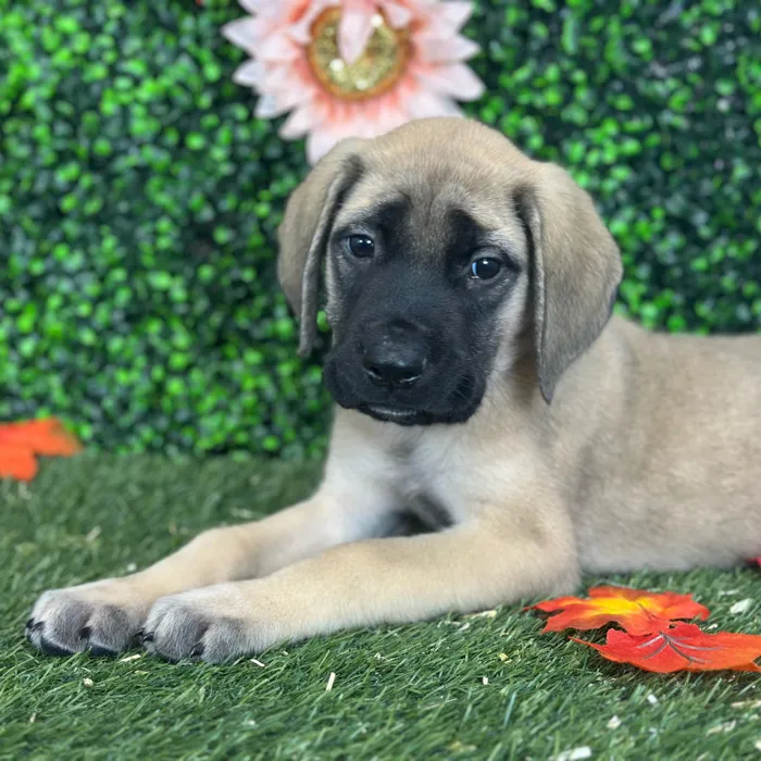 Male English Mastiff puppy named Phill for sale at Pet Express Saugus.