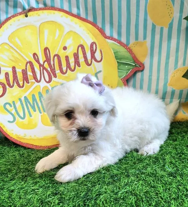 Female Coton De Tulear puppy named Marshmallow for sale at Pet Express Saugus.