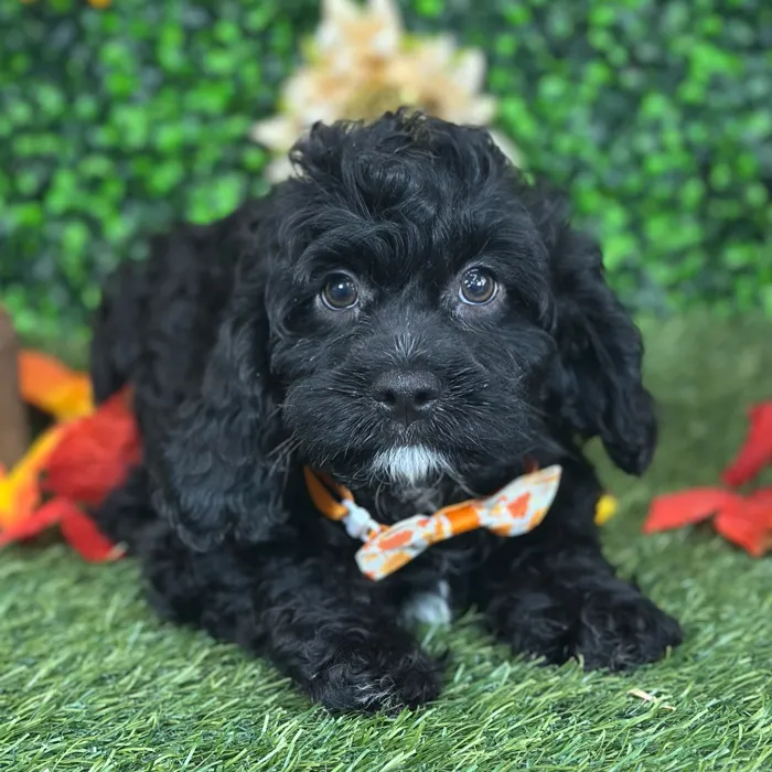 Male Cavapoo puppy named Pappy for sale at Pet Express Saugus.