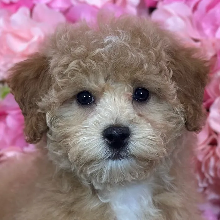 Female Poodle (Mini) puppy named Sweet Pea for sale at Pet Express Saugus.