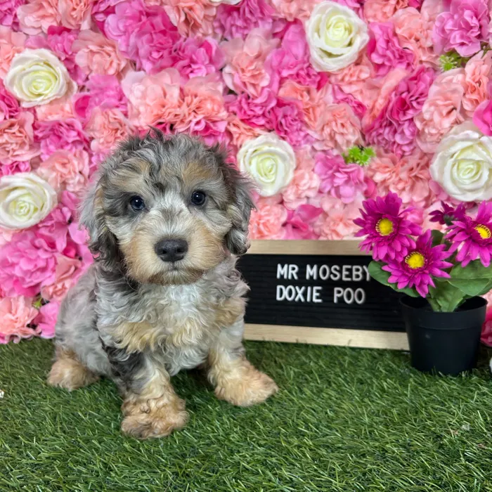 Male Doxie-Poo puppy named Mr Moseby for sale at Pet Express Braintree.