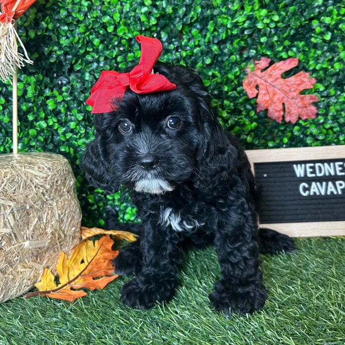Female Cavapoo puppy named Wednesday for sale at Pet Express Braintree.