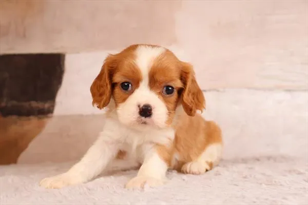 Male Cavalier King Charles Spaniel puppy named Danny for sale at Pet Express Saugus.