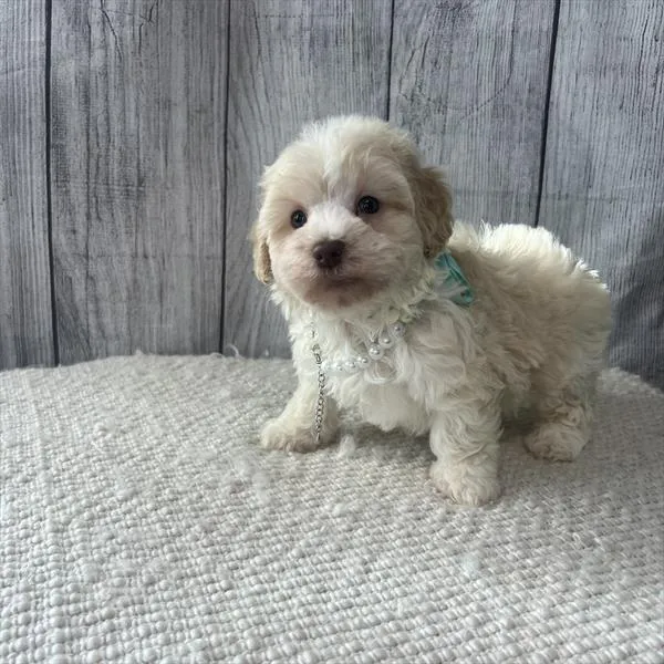 Female Havapoo puppy named Rossi for sale at Pet Express Braintree.