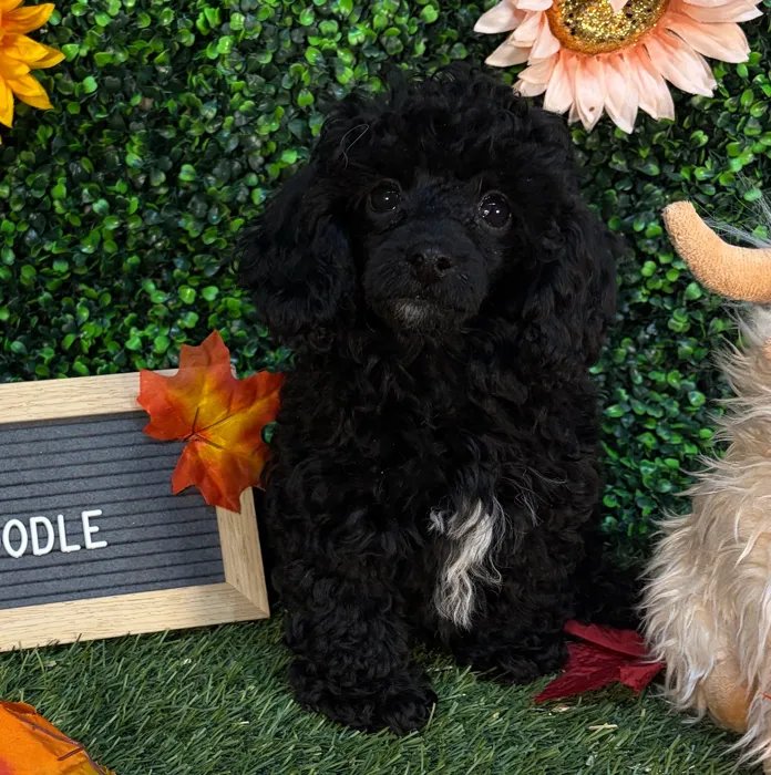Female Poodle (Mini) puppy named Tootsie for sale at Pet Express Saugus.