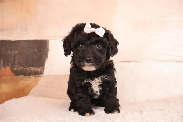 Female Poodle (Mini) puppy named Trixie for sale at Pet Express Braintree.