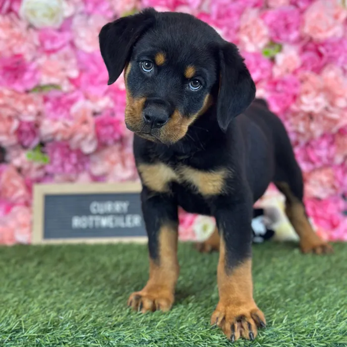 Male Rottweiler puppy named Curry for sale at Pet Express Saugus.