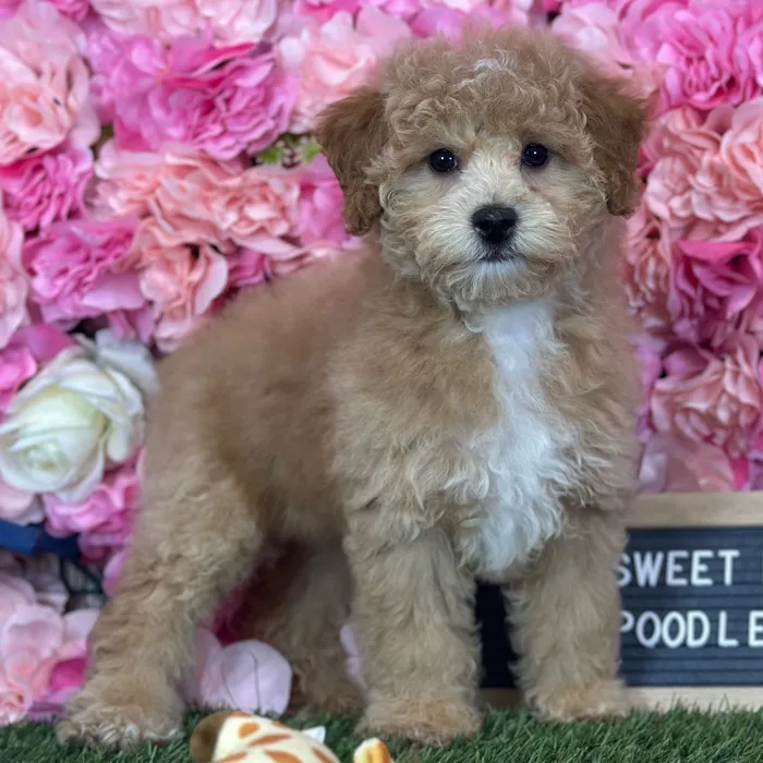 Female Poodle (Mini) puppy named Sweet Pea for sale at Pet Express Saugus.