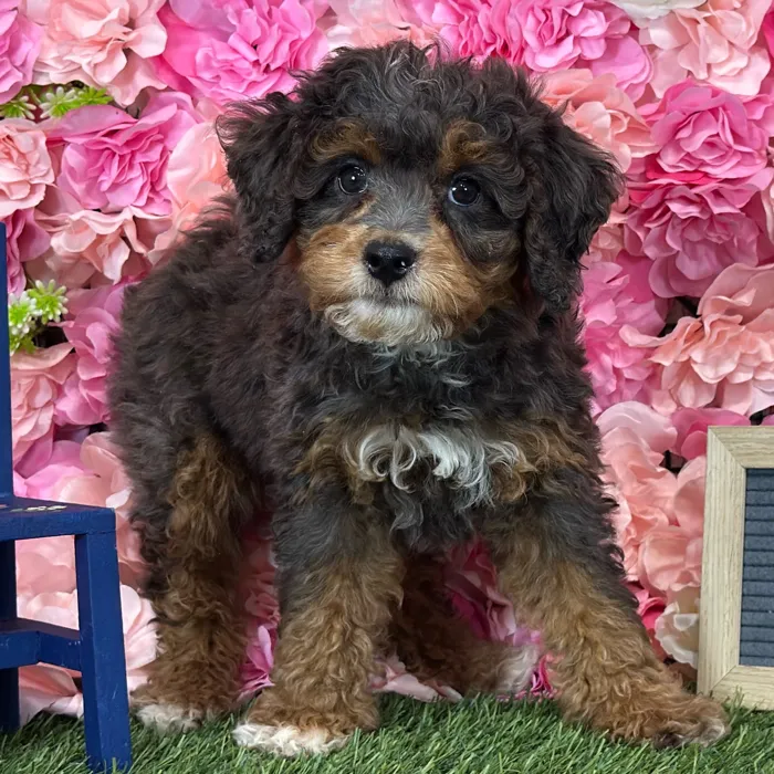 Female Mini Bernedoodle 2Nd Gen puppy named Jellybean for sale at Pet Express Saugus.