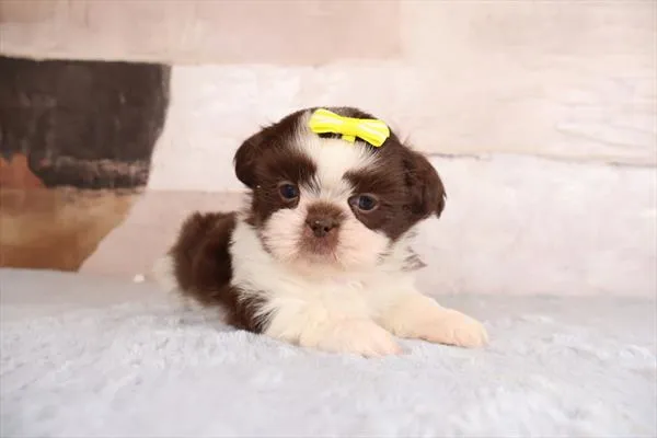 Female Shih Tzu puppy named Bethany for sale at Pet Express Braintree.