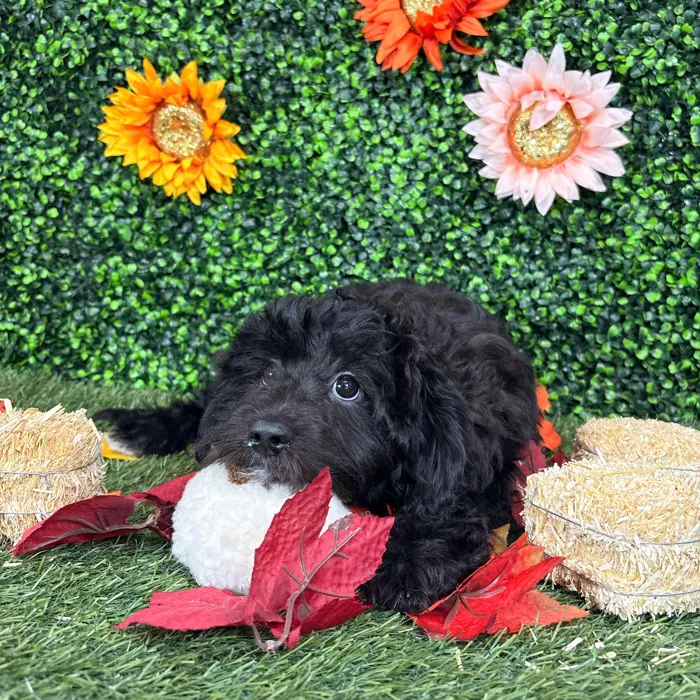 Male Aussiedoodle puppy named Sal for sale at Pet Express Saugus.