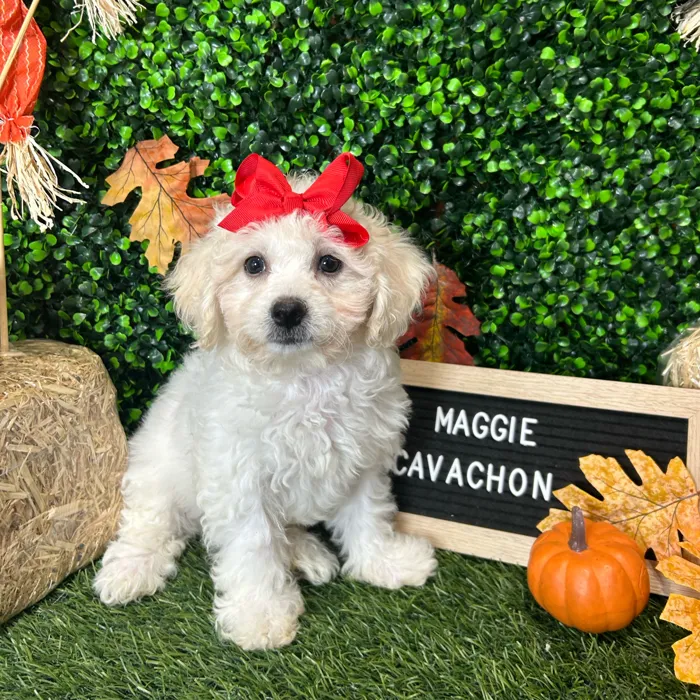 Female Cavachon puppy named Maggie for sale at Pet Express Braintree.