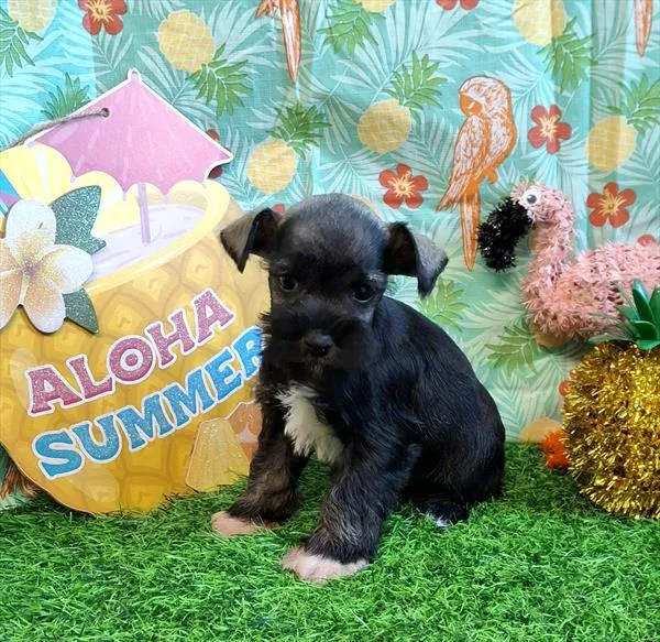 Male Miniature Schnauzer puppy named Ramon for sale at Pet Express Saugus.