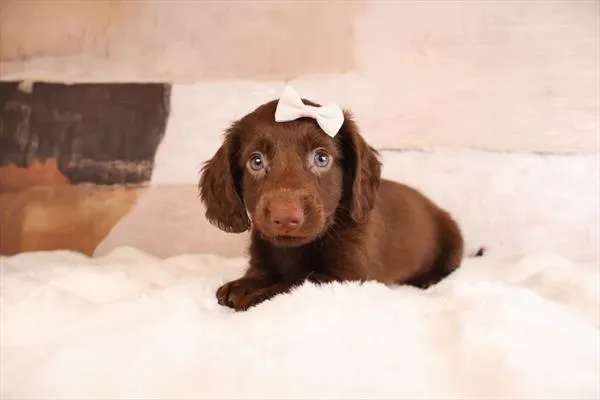Female Dachshund puppy named Autumn for sale at Pet Express Braintree.