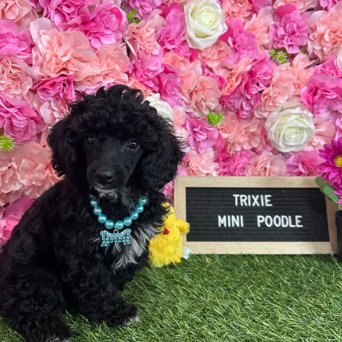 Female Poodle (Mini) puppy named Trixie for sale at Pet Express Braintree.