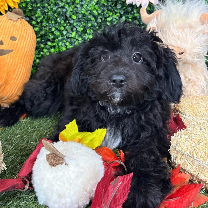 Male Aussiedoodle puppy named Sal for sale at Pet Express Saugus.
