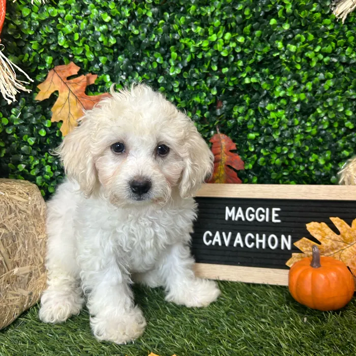 Boston Computer Store Cavachon For Sale | Pet Express Braintree