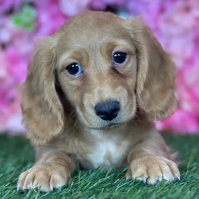 Female Dachshund puppy named Suzie Q for sale at Pet Express Saugus.
