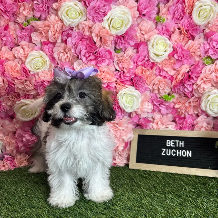 Female Teddy Bear (Zuchon) puppy named Beth for sale at Pet Express Braintree.