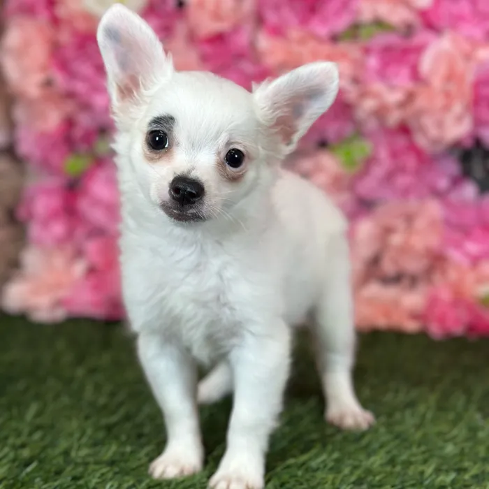 Male Chihuahua puppy named Mel for sale at Pet Express Saugus.