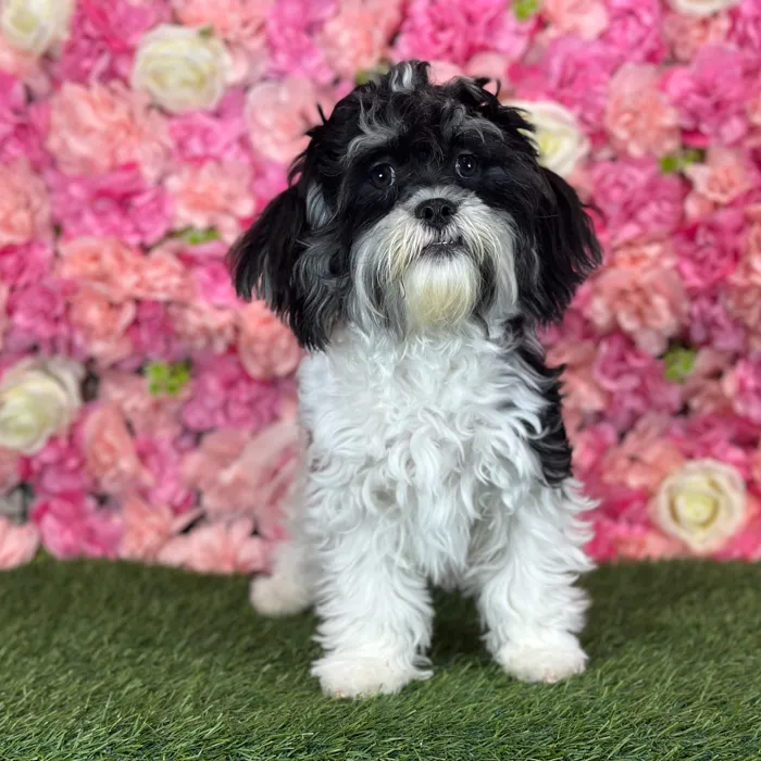 Male Lhatese puppy named Ritchie for sale at Pet Express Saugus.