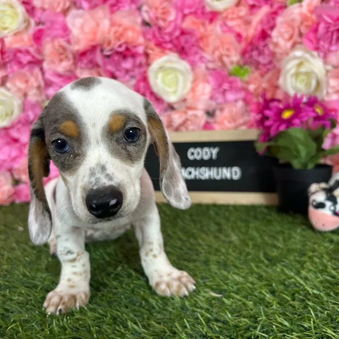 Male Dachshund puppy named Cody for sale at Pet Express Braintree.