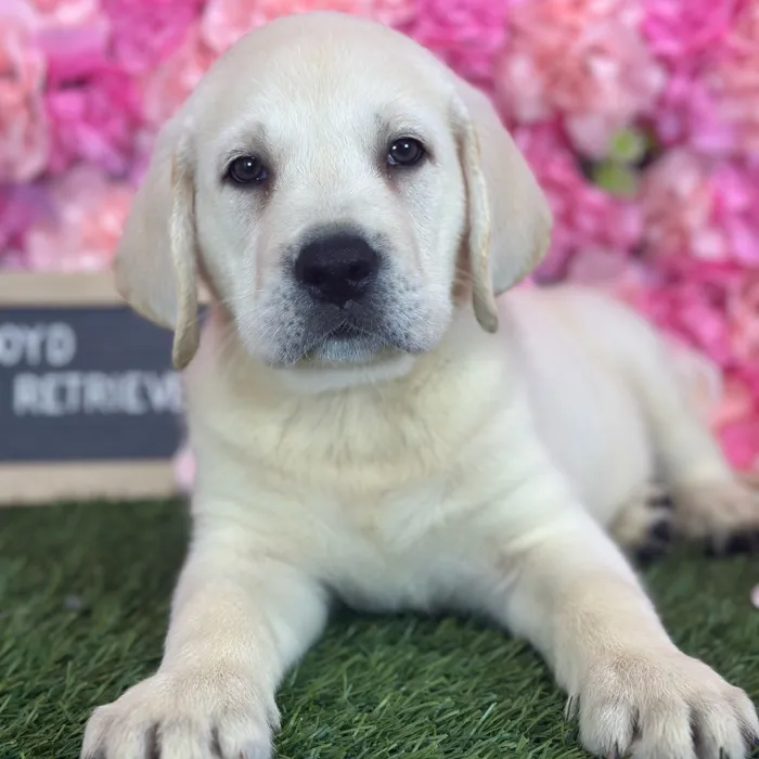 Male Labrador Retriever puppy named Lloyd for sale at Pet Express Saugus.