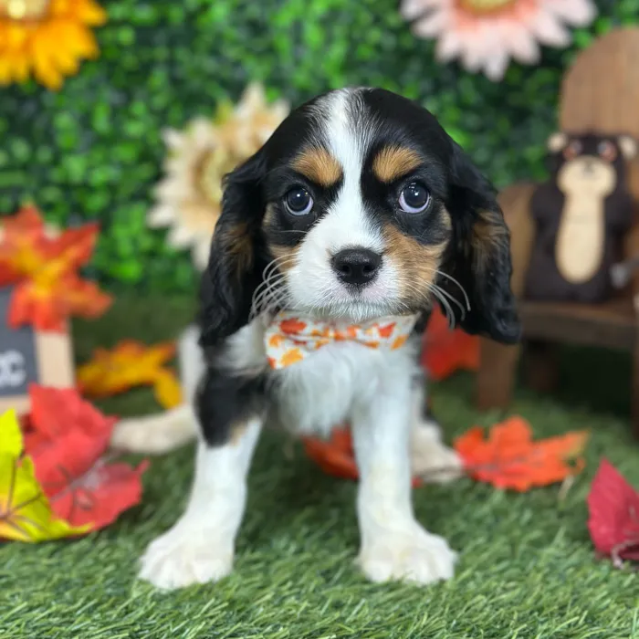 Male Cavalier King Charles Spaniel puppy named Pops for sale at Pet Express Saugus.