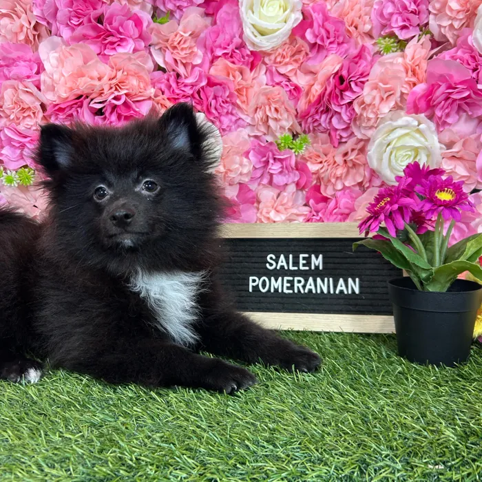Male Pomeranian puppy named Salem for sale at Pet Express Braintree.