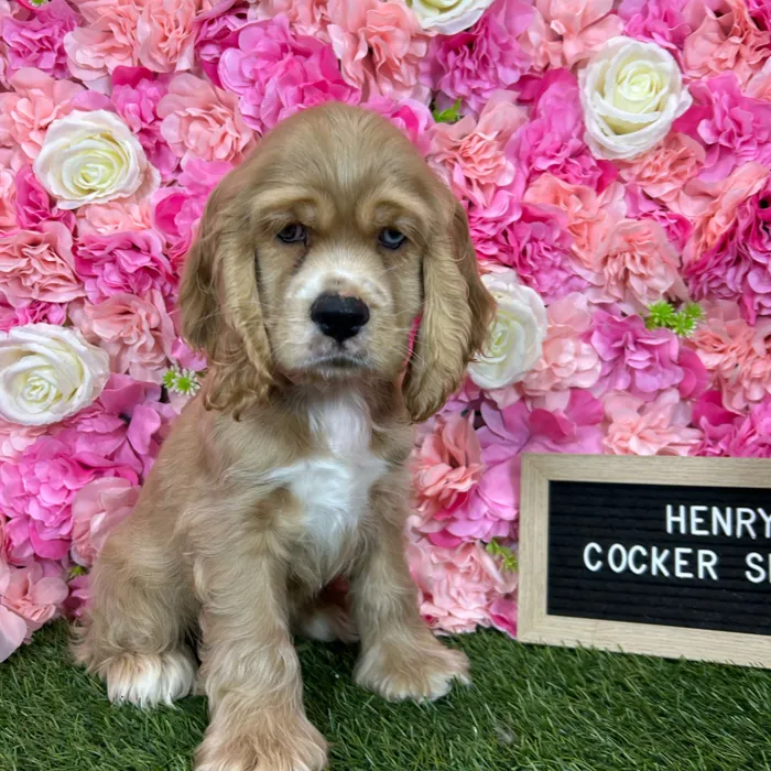 Male Cocker Spaniel puppy named Henry for sale at Pet Express Braintree.