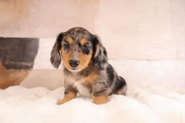Male Dachshund puppy named Don for sale at Pet Express Braintree.