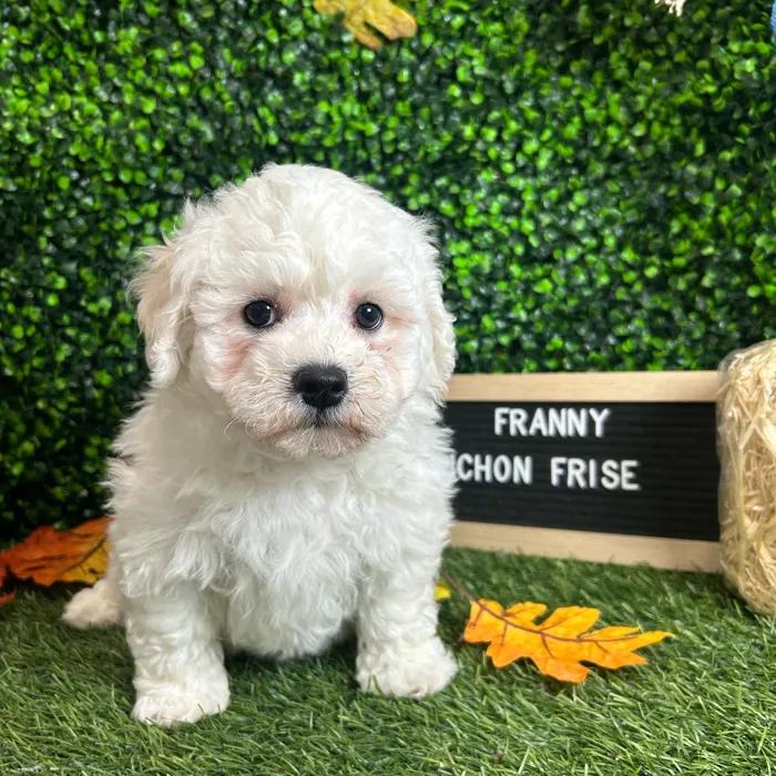Female Bichon Frise puppy named Franny for sale at Pet Express Braintree.