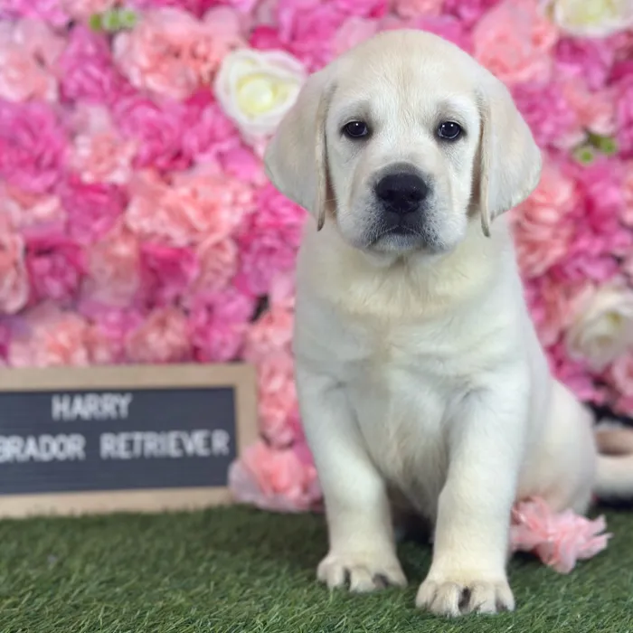 Male Labrador Retriever puppy named Harry for sale at Pet Express Saugus.