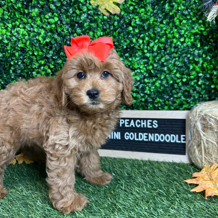 Female Mini Goldendoodle 2Nd Gen puppy named Peaches for sale at Pet Express Braintree.