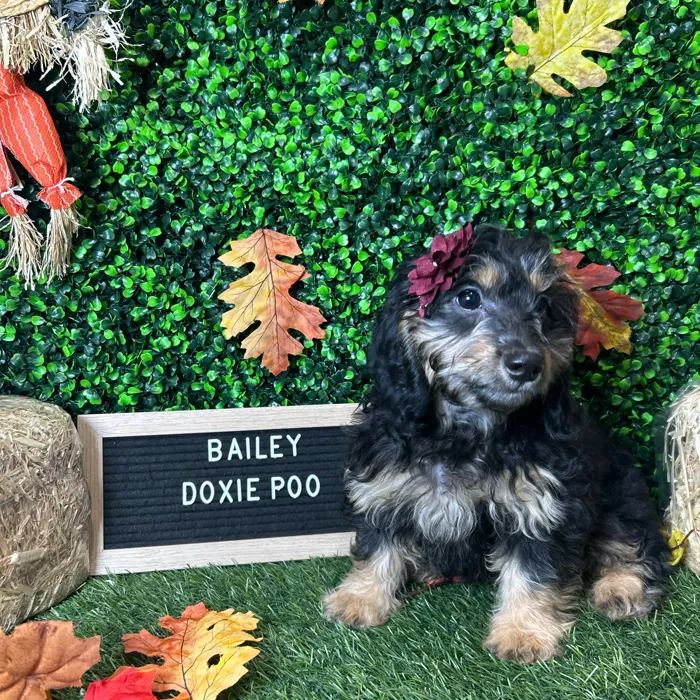 Female Doxie-Poo puppy named Bailey for sale at Pet Express Braintree.