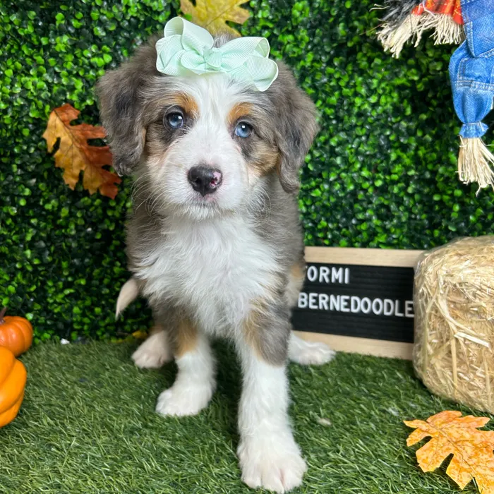 Female Mini Bernedoodle puppy named Stormi for sale at Pet Express Braintree.