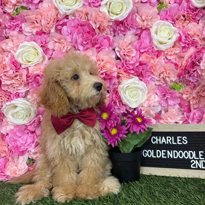 Male Mini Goldendoodle 2Nd Gen puppy named Charles for sale at Pet Express Braintree.