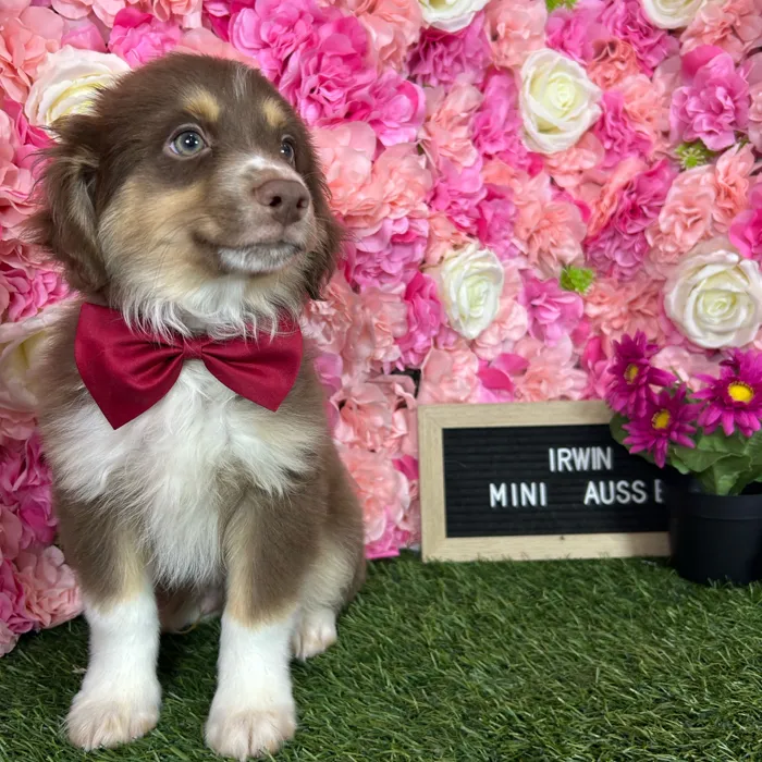 Male Miniature Australian Shepherd puppy named Irwin for sale at Pet Express Braintree.