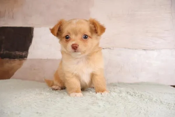 Male Chihuahua puppy named Sunny for sale at Pet Express Braintree.