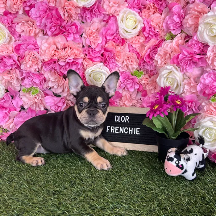 Female French Bulldog puppy named Dior for sale at Pet Express Braintree.
