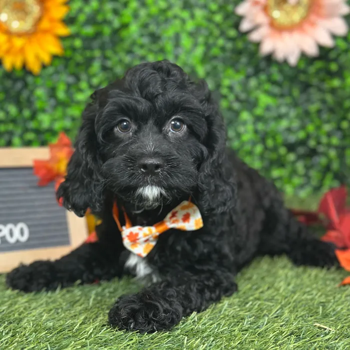 Male Cavapoo puppy named Pappy for sale at Pet Express Saugus.